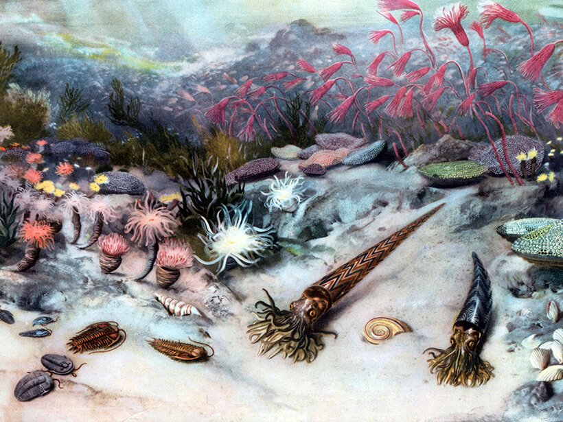 Un pulso contra la extinción: ¿vale más prevenir que curar? 2 Ordovicico fauna
