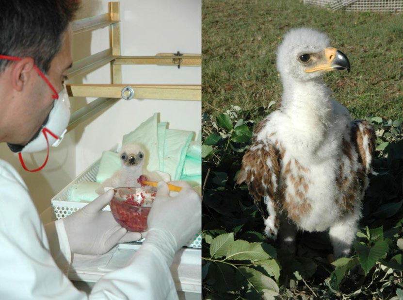 Un pulso contra la extinción: ¿vale más prevenir que curar? 12 image