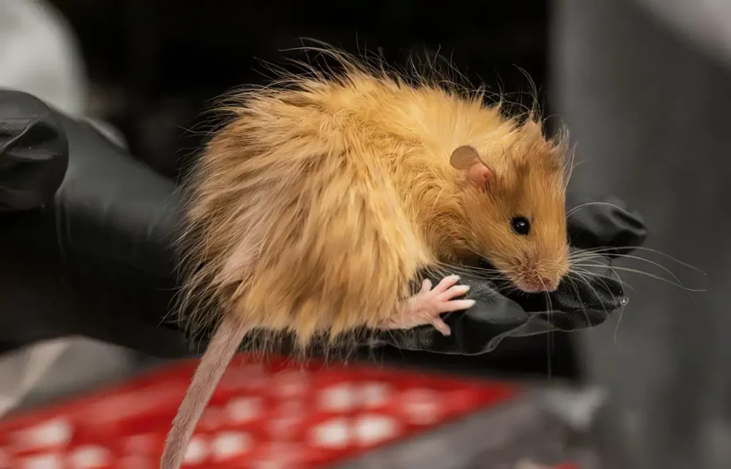 Un pulso contra la extinción: ¿vale más prevenir que curar? 14 raton lanudo b4348938 50708844 250305091721 1280x821