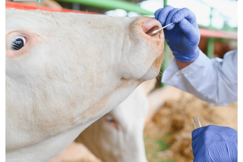 Día Mundial de las Zoonosis: cuando la salud humana empieza en los animales 1 zoonosis prensa 10 menos 3MB